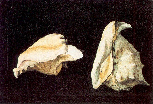 Napoletano, Filippo Two Shells oil painting picture